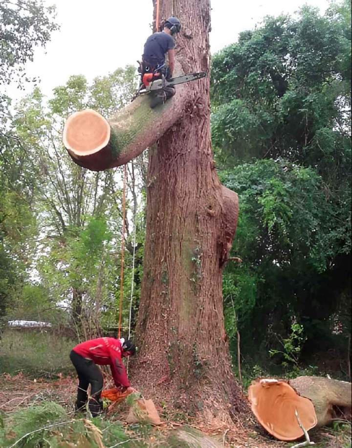 Suppression sécurisée d'arbres gênants ou dangereux