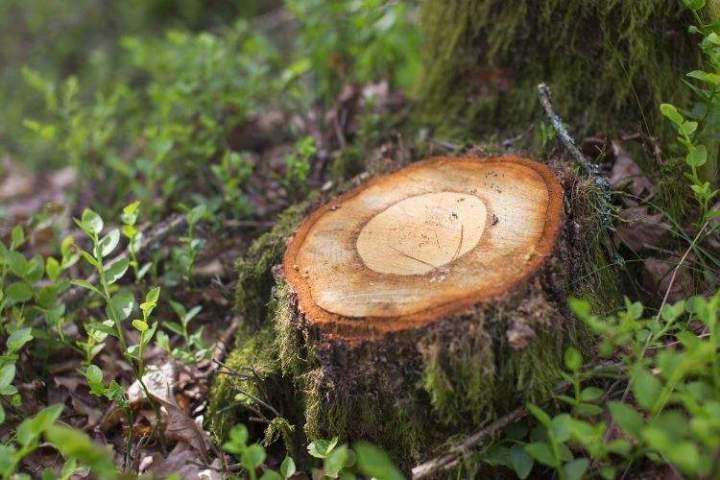 Enlèvement de souches d’arbres Chalon-sur-Saône