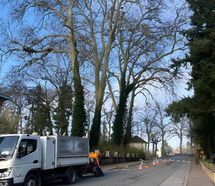 Entretien d'arbre Chalon-sur-Saône