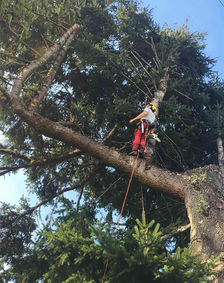 Experts arboricoles Chalon-sur-Saône