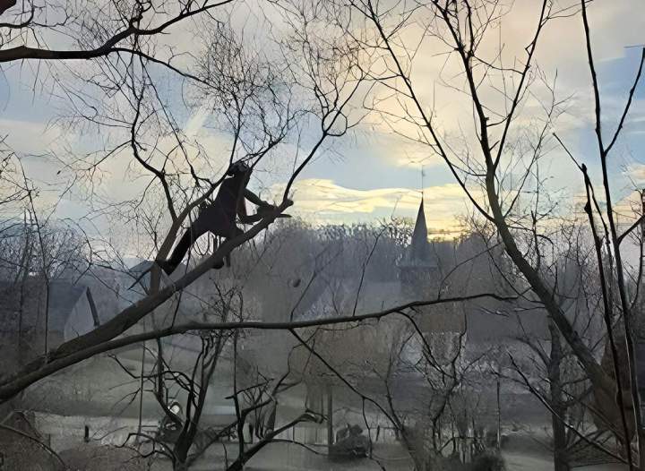 Entretien sanitaire et esthétique des végétaux