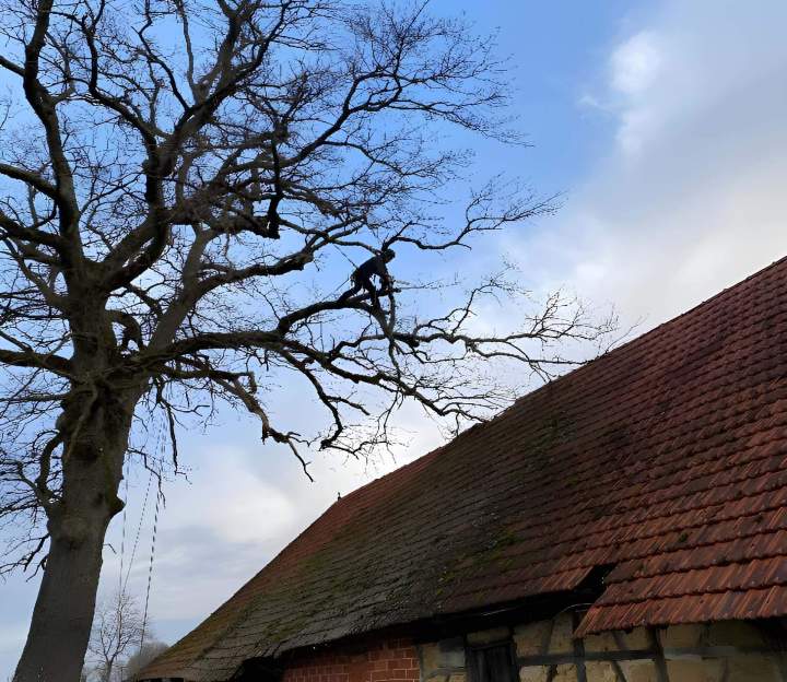 Taille et entretien d'arbre Chalon-sur-Saône