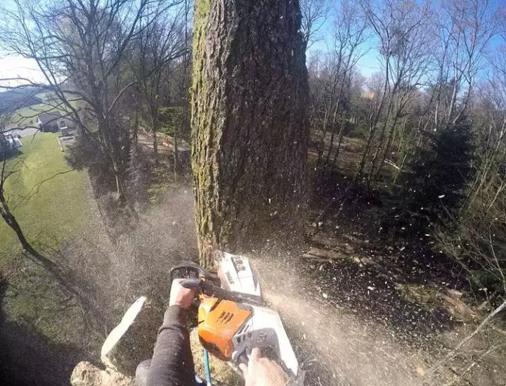 Entretien sanitaire et esthétique des végétaux