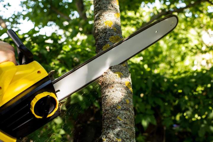 Abattage forestier Chalon-sur-Saône