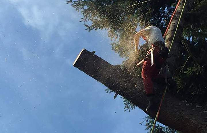 Abattage et démontage d’arbres Chalon-sur-Saône