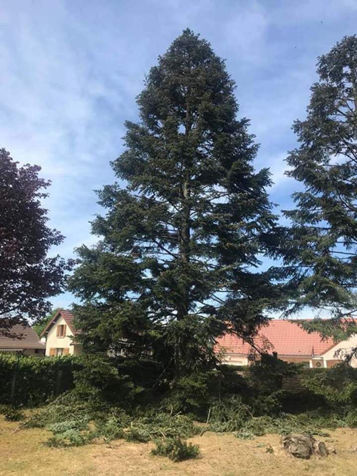 Élagage arbuste Chalon-sur-Saône