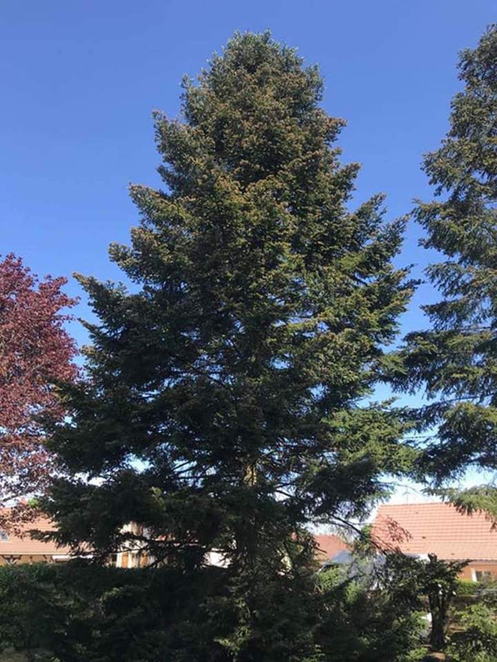 Expert des arbres Chalon-sur-Saône