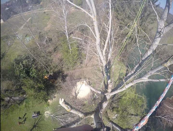 Élagage arbre encombrant Chalon-sur-Saône