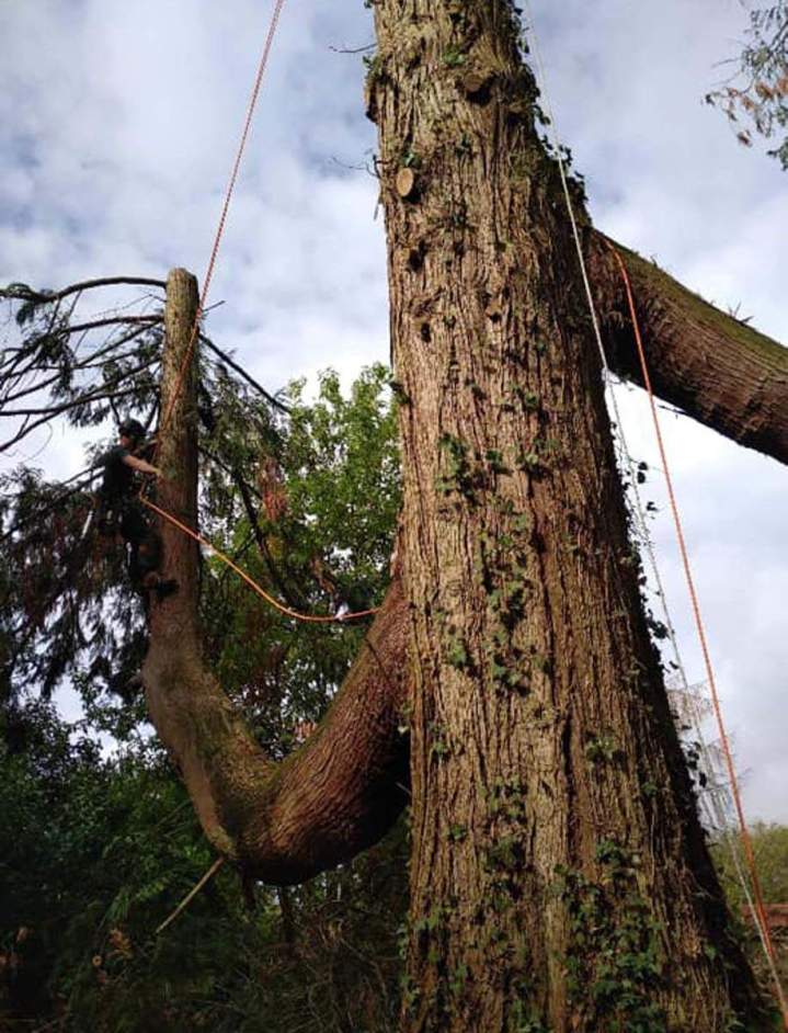 Abattage arbre imposant Chalon-sur-Saône
