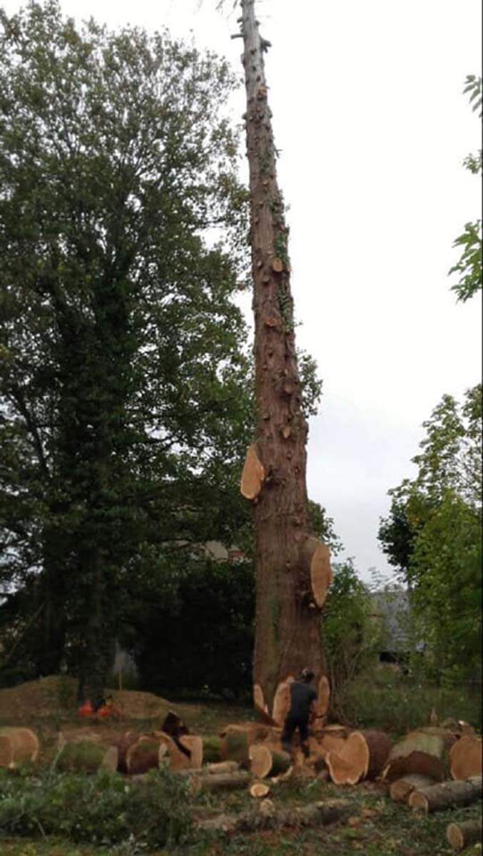 Démontage arbre Chalon-sur-Saône